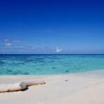 White sand beach with log and flying bird