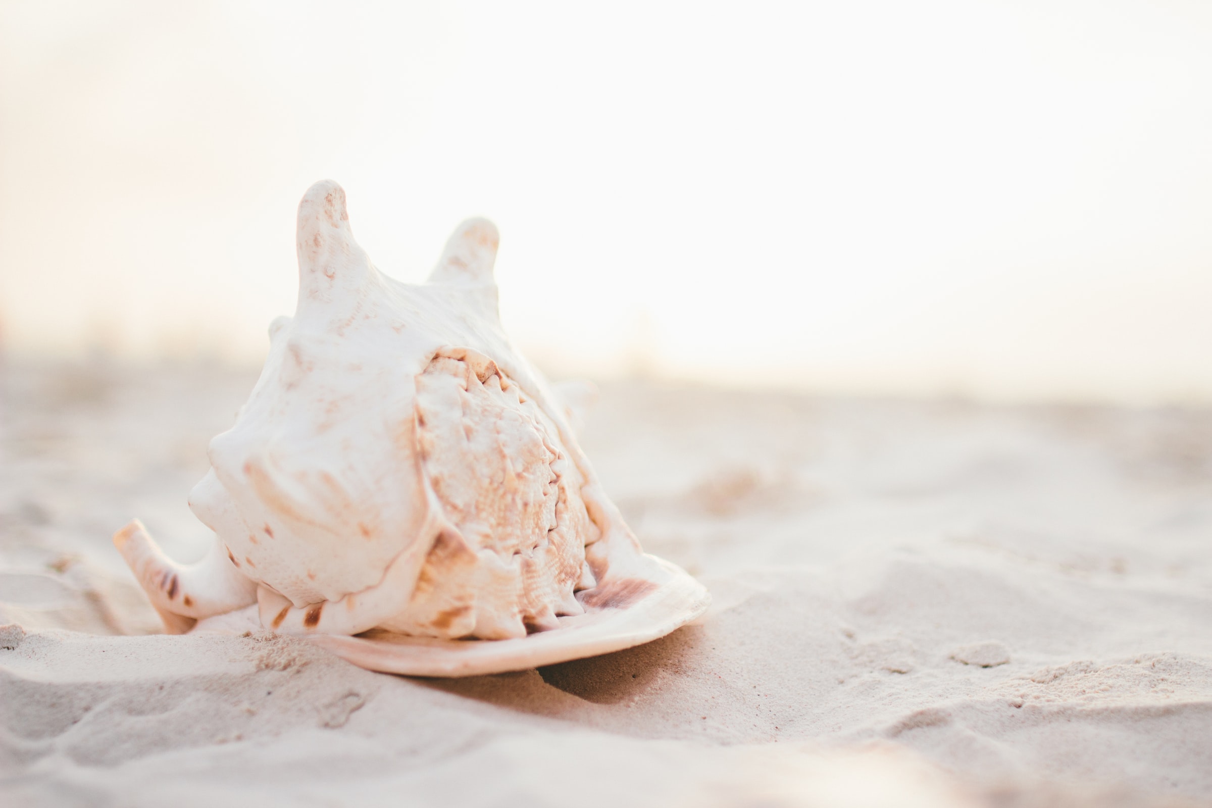 Seashell in Sand